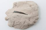 Plesiosaur (Libonectes?) Tooth - Asfla, Morocco #196700-1